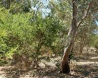 Microbes measure ecological restoration success