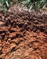 Smithsonian Scientists Report New Carbon Dioxide Study