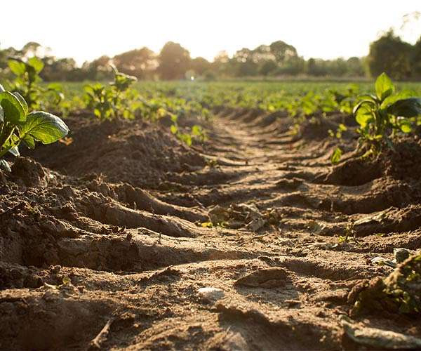 New method harnesses solar-powered biofilms to eliminate soil pollutants
