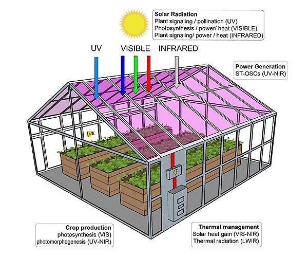 Study finds plants would grow well in solar cell greenhouses