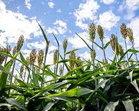 Making biofuels cheaper by putting plants to work