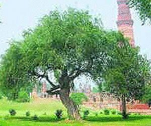 Medicinal toothbrush tree yields antibiotic to treat TB in new way