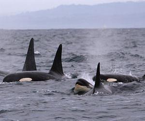 What do killer whales eat in the Arctic?