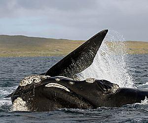 Right whales returning to New Zealand