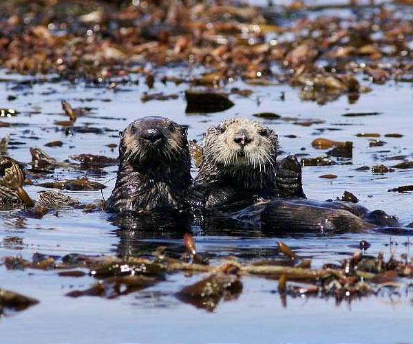 NASA prototypes new tracking tag for sea otters and other wildlife