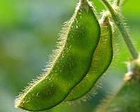 DOE Releases Soybean Genome Assembly To Support Global Bioenergy Efforts