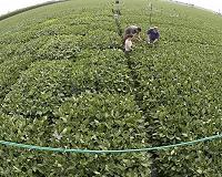 US soybean growers in crosshairs of US-China trade spat