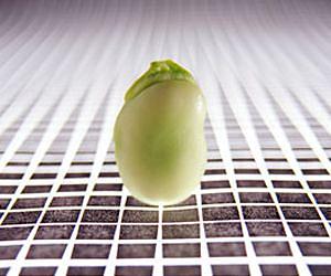 Ozone's impact on soybean yield: Reducing future losses