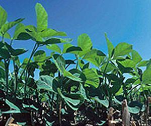 Europe needs genetically engineered crops