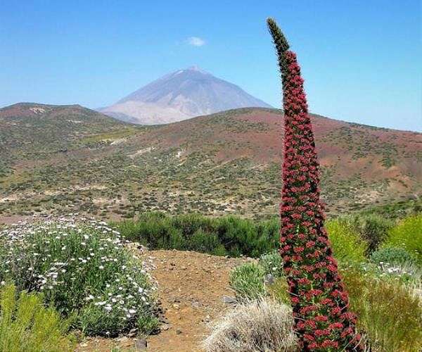 Wildfire on Spain's Tenerife forces 3,000 people to evacuate