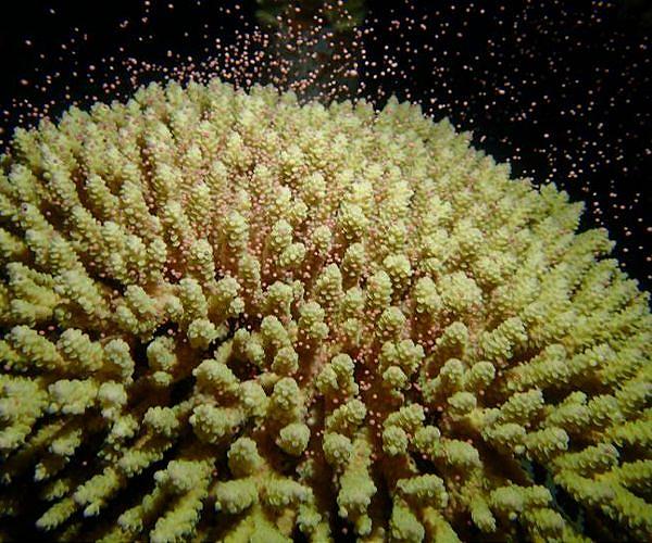 Scientists combine, organize 40 years worth of data on coral spawning