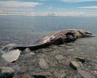 Four sperm whales die in Indonesia beach rescue