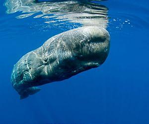 Study examines how diving marine mammals manage decompression