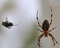 Idle spiders' epic sea journey from Africa to Australia