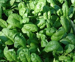 Agrilife Researchers Find Way To Cut Food-Irradiation Levels By Half