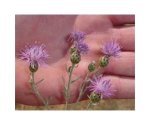 Repelling the knapweed invasion