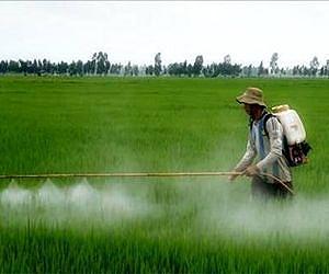 Stop abusing insecticides in rice
