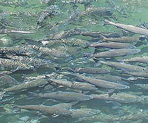 Salmon runs boom, go bust over centuries