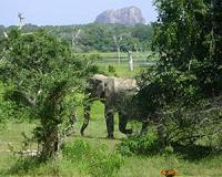 Bangladesh rescues elephant that travelled 1,000 km