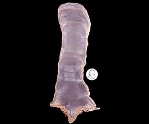 Stalagmite Reveals Carbon Footprint Of Early Native Americans