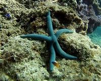 Cold water devastates coral reefs off Japan: survey