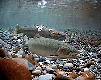 Salmonid Hatcheries Cause Stunning Loss Of Reproduction