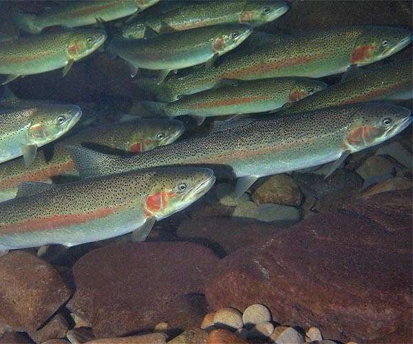 Mountainous Lesotho finds gold in trout fish farming