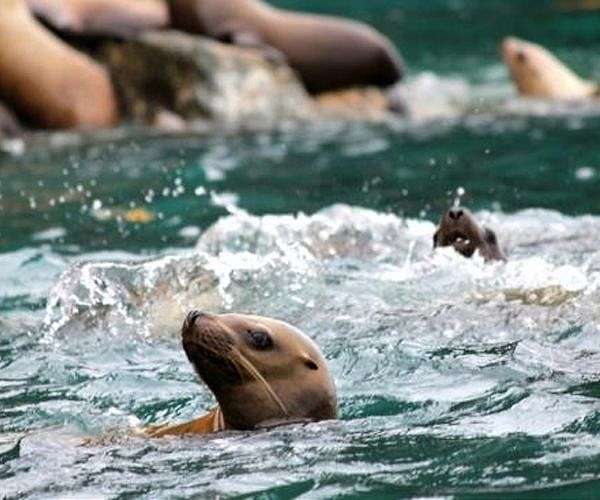 Sea Lions Equipped with Cameras Help Uncover Uncharted Ocean Habitats