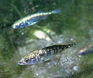 Species reemergence after collapse is possible but different