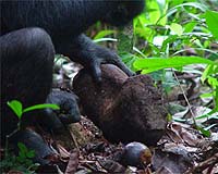Uganda chimps at forefront of pharmaceutical research