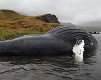 Testing detects algal toxins in Alaska marine mammals