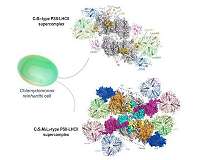 Scientists clarify light harvesting in green algae