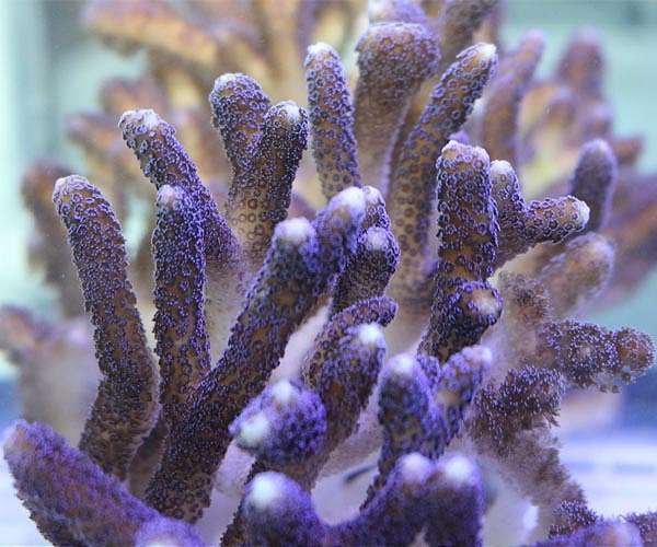 How corals react to climate change