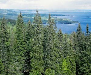 Map Of Boreal Forest Biomass Produced From Radar Satellite Data