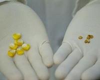 Breeding higher yielding crops by increasing sugar import into seeds