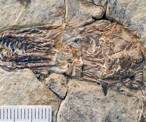Ancient bird fossil gives clues to evolution of wing shapes