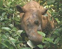 Rare Sumatran rhino born in Indonesia