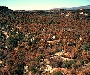 Drought in 2001-2002 Fueled Rocky Mountain Pine Beetle Outbreak
