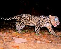 Sri Lanka arrests villagers for killing leopard