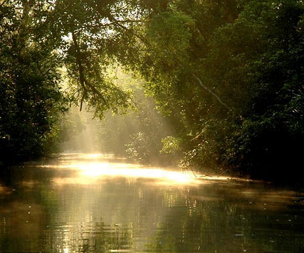 Mangrove research reveals major blue carbon and economic gain potential for the Philippines