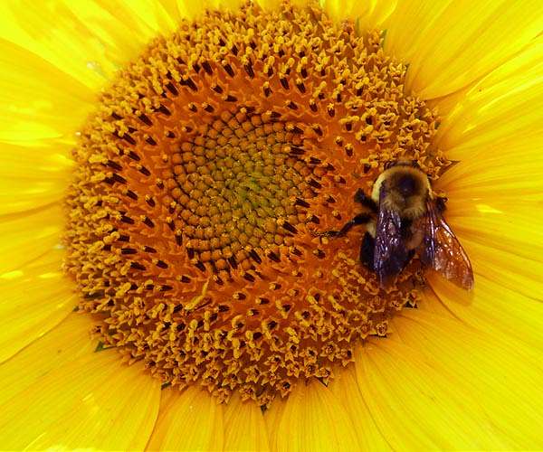 Satellites and drones can help save pollinators