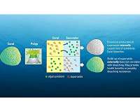 New studies take a second look at coral bleaching culprit