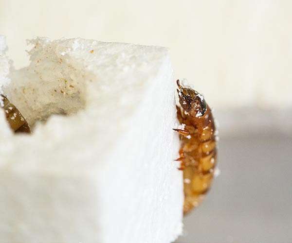 Superworms capable of munching through plastic waste
