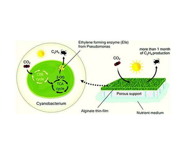 Artificial cyanobacterial biofilm can sustain green ethylene production for over a month