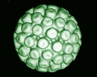 Scientists Reveal A Virus' Secret Weapon