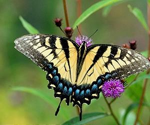 Butterflies: 'Twice-punished' by habitat fragmentation and climate change