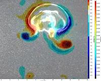 Jellyfish highly efficient swimmers