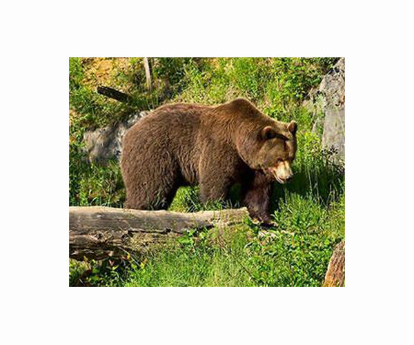 Census could be blessing or bane for Romania's bears