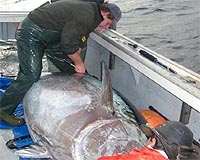 Monaco seeks global bluefin tuna trade ban