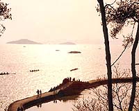 Algae-eating fish deployed to clean up Chinese lake: state media
